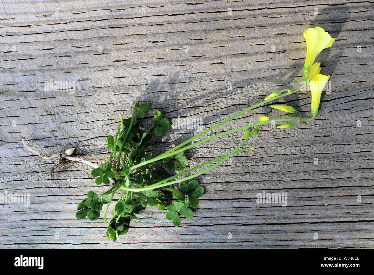 Soursop (Oxalis pes-caprae) entire plant showing parent bulbs, South Australia Stock Photo