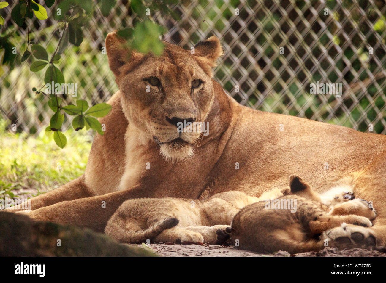 Lion cubs nursing hi-res stock photography and images - Alamy