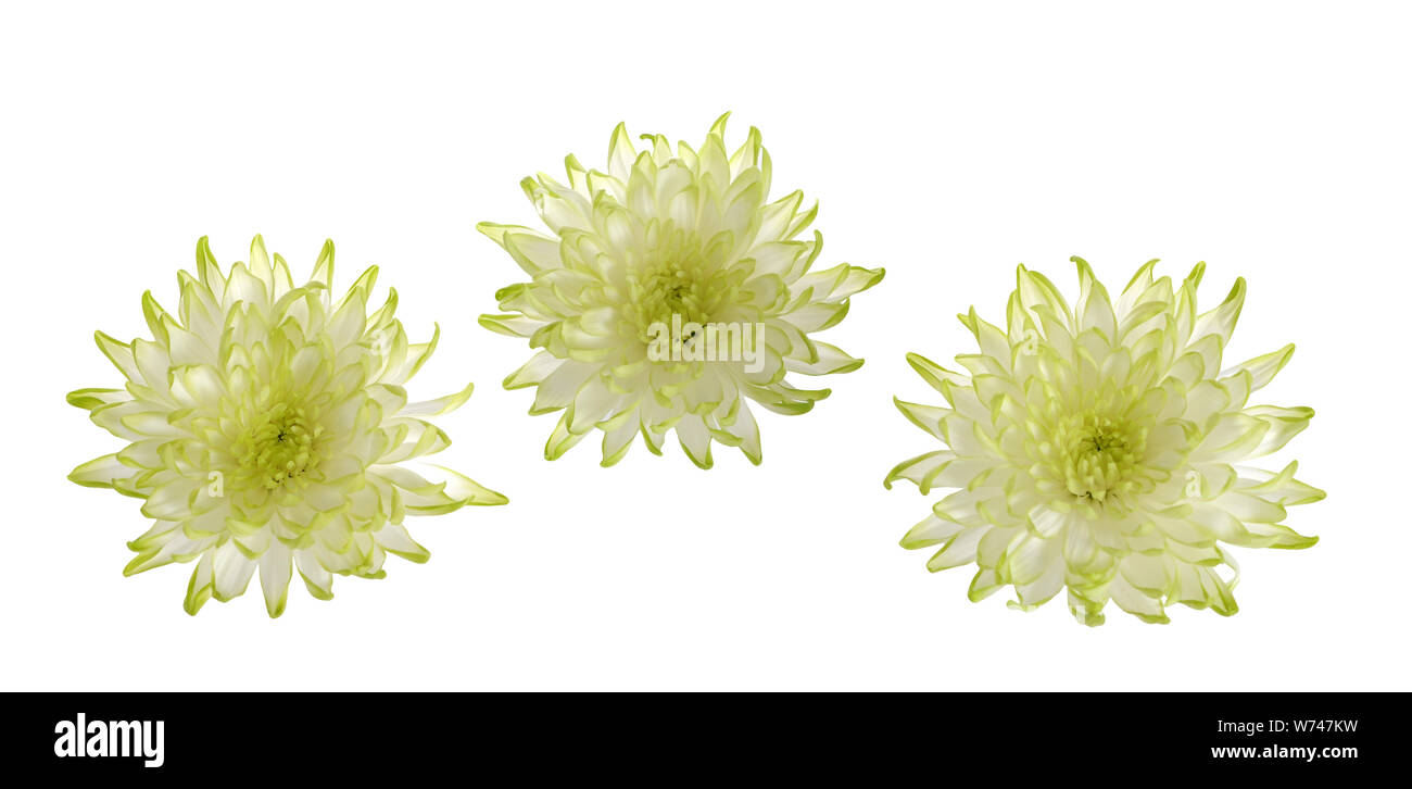 three green mum flower isolated on white background Stock Photo Alamy