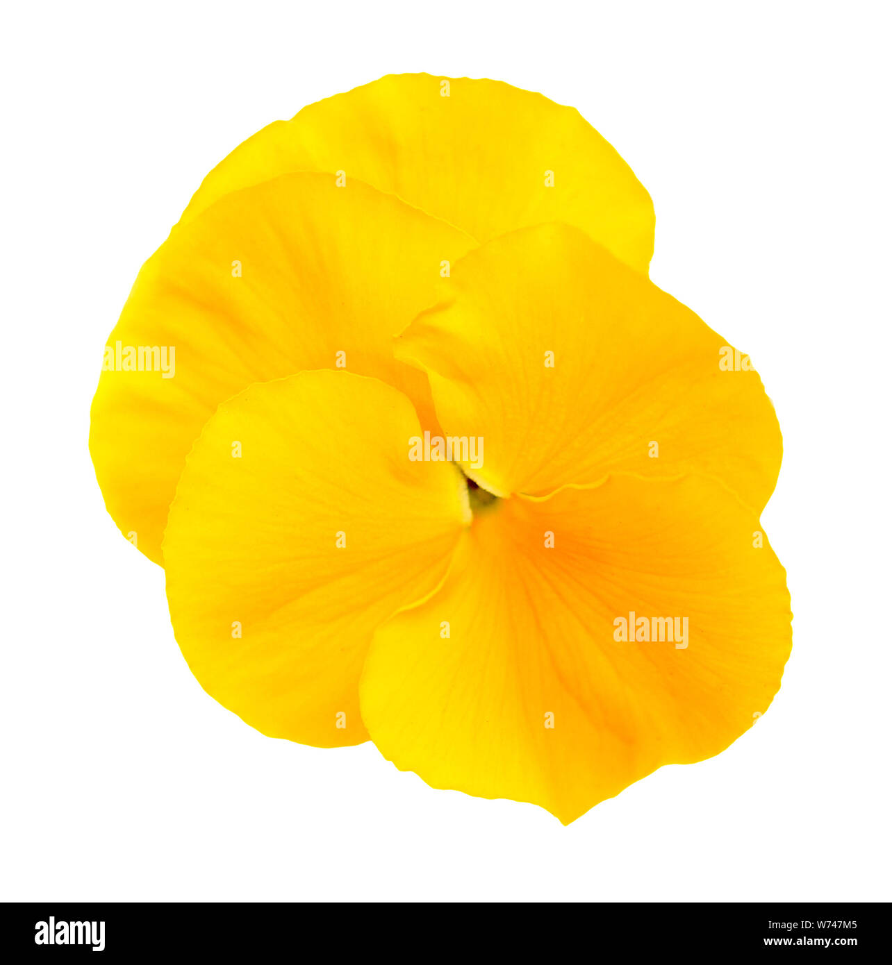 yellow pansy isolated on white Stock Photo Alamy