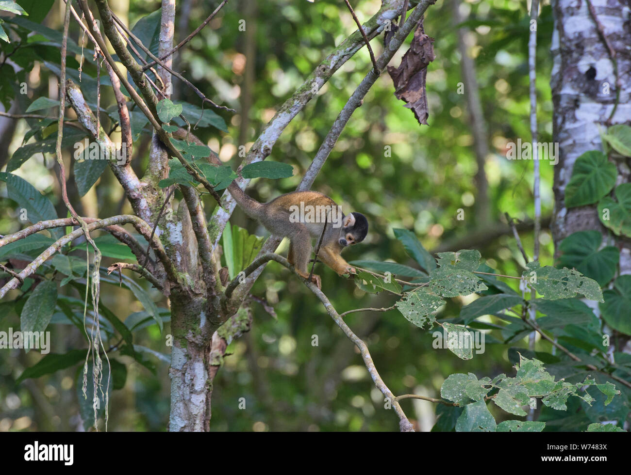 Squirrel monkey in the jungle in the Tambopata Reserve, Peruvian Amazon Stock Photo
