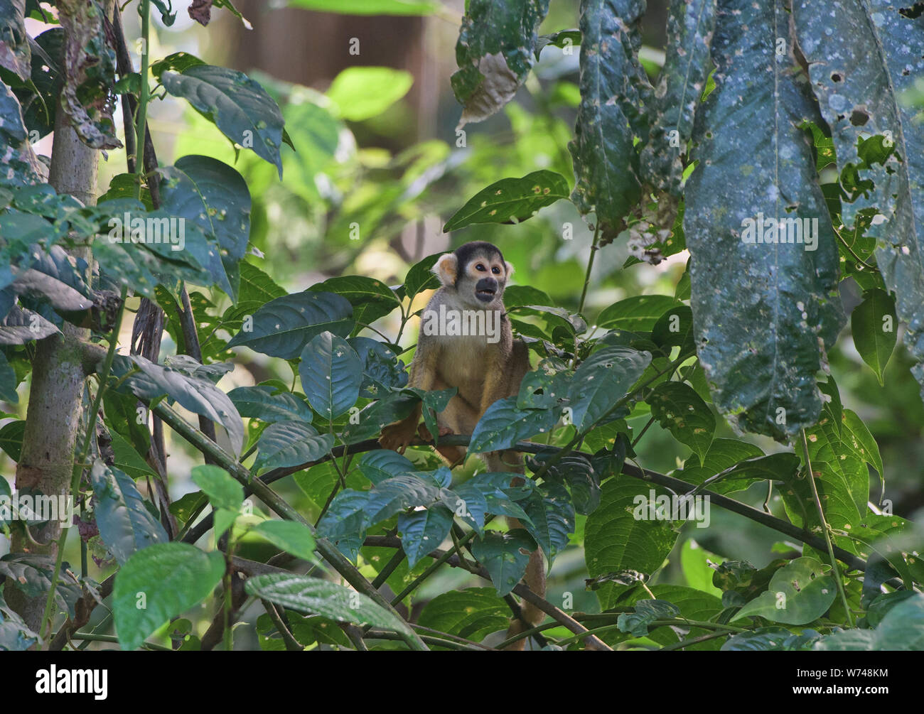 King of the jungle, squirrel monkey in the Tambopata Reserve, Peruvian Amazon Stock Photo