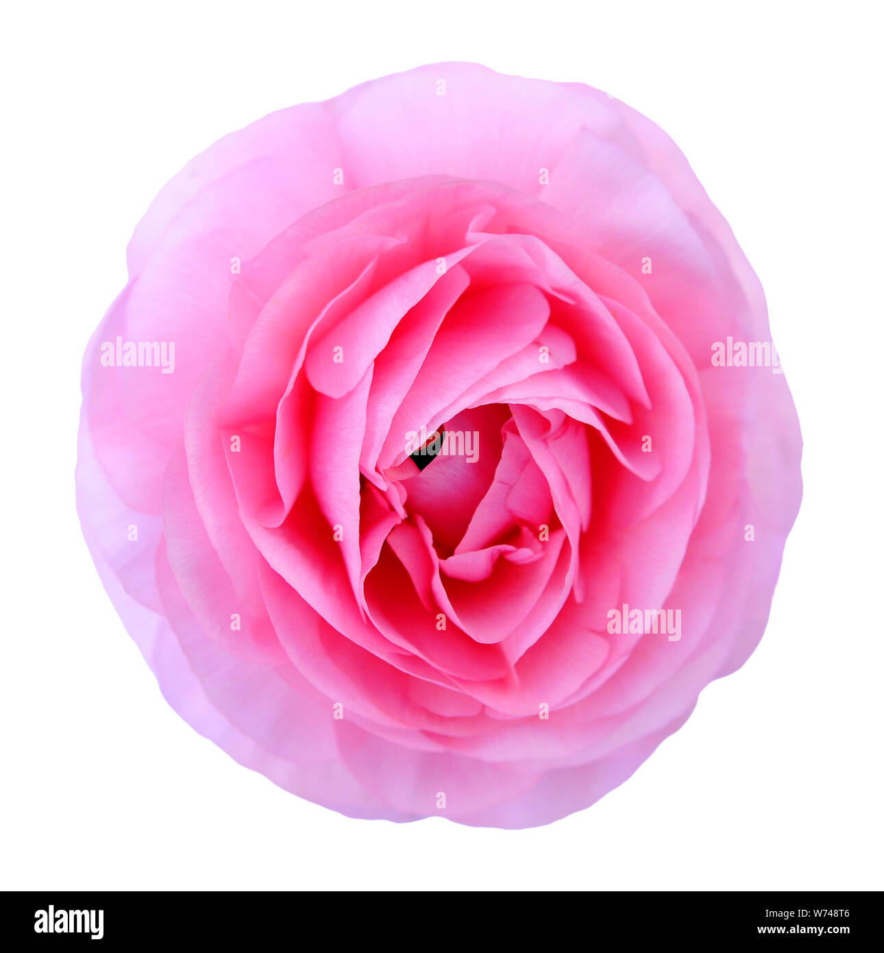 Pink Persian Buttercup isolated on white background Stock Photo - Alamy