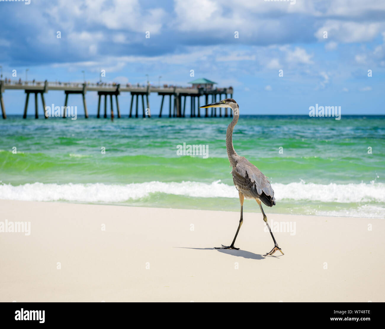 A Great Blue Heron Strolls Down the Beach on Okaloosa Island in Florida, USA Stock Photo