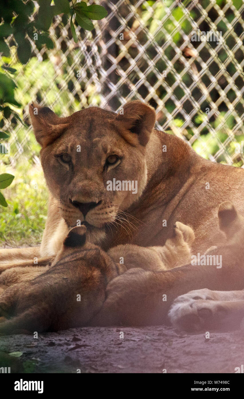 Lion cubs nursing hi-res stock photography and images - Alamy