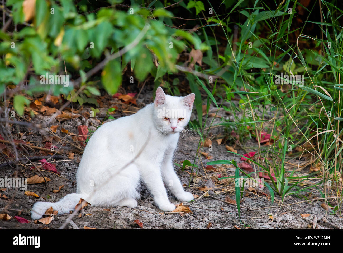 White cat in garden. Sad mood or pet disease concept. Stock Photo
