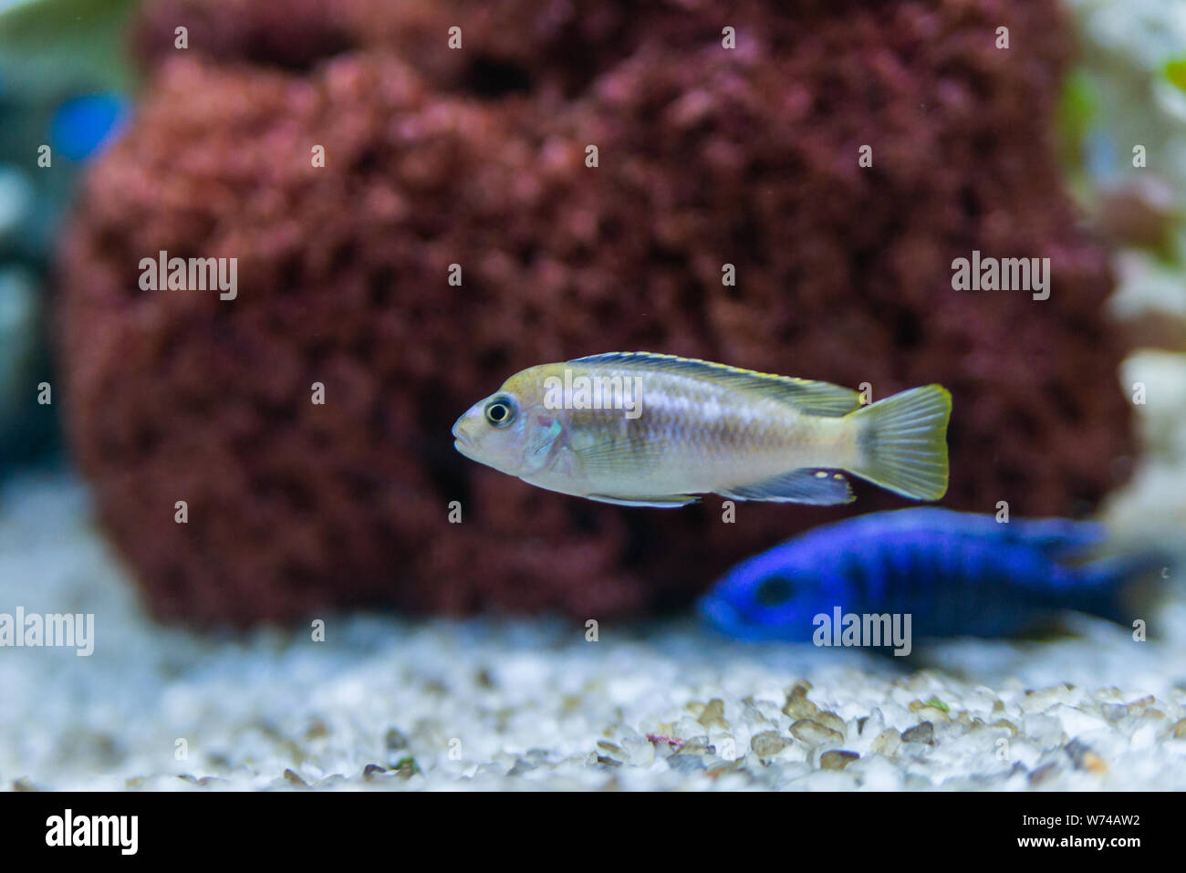 Cichlid or Cichlidae blue tropical fish in aquarium. African Cichlid endemic to Malawi in blue tropical fish Cichlidae family. Colorful blue tropical Stock Photo