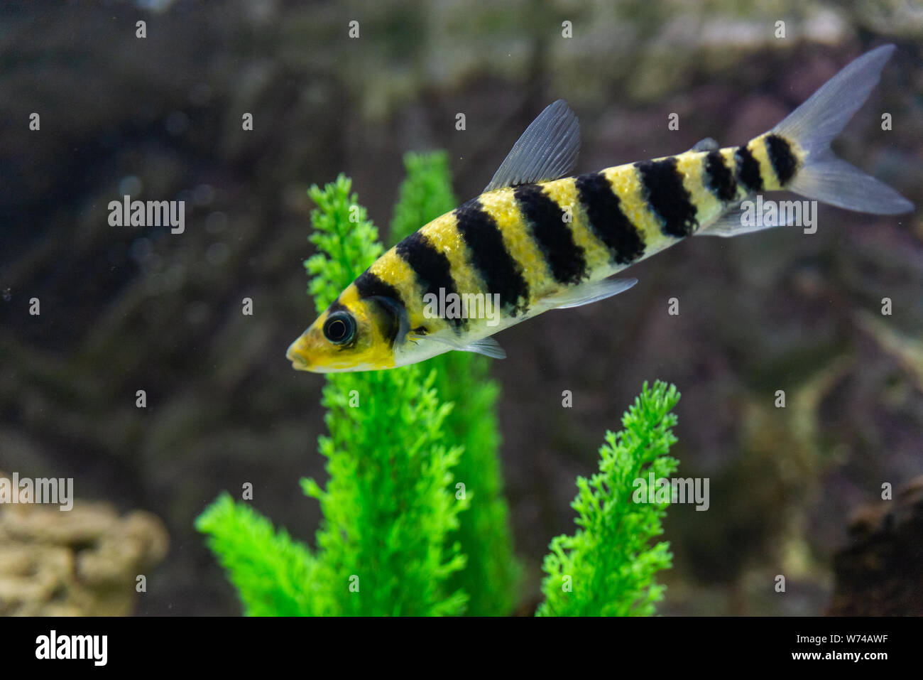 A banded Leporinus against a background of bogwood and plants in aquarium. Colorful stripes tropical fish in aquarium. Home hobby Stock Photo