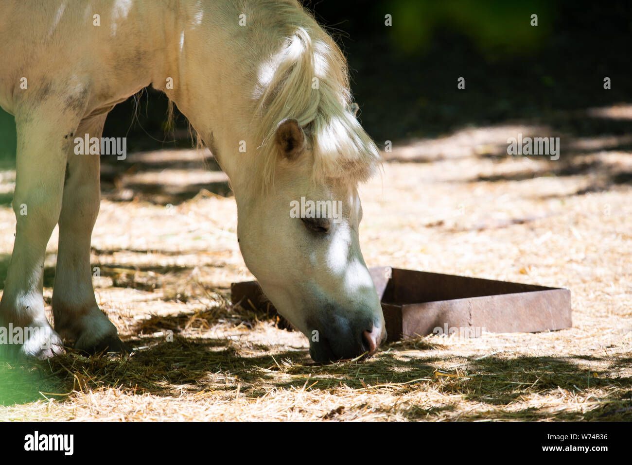 Photo libre de droit de Palomino Poney Des Shetland Hyundai Equus