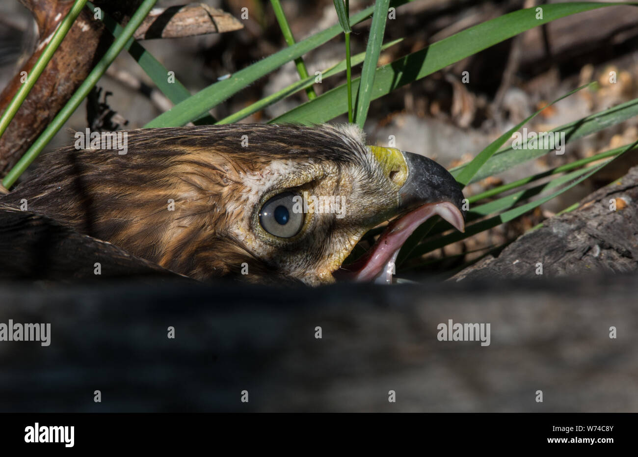 A fledgling Red-tailed Hawk (Buteo jamaicensis) from Jefferson County, Colorado, USA. Stock Photo