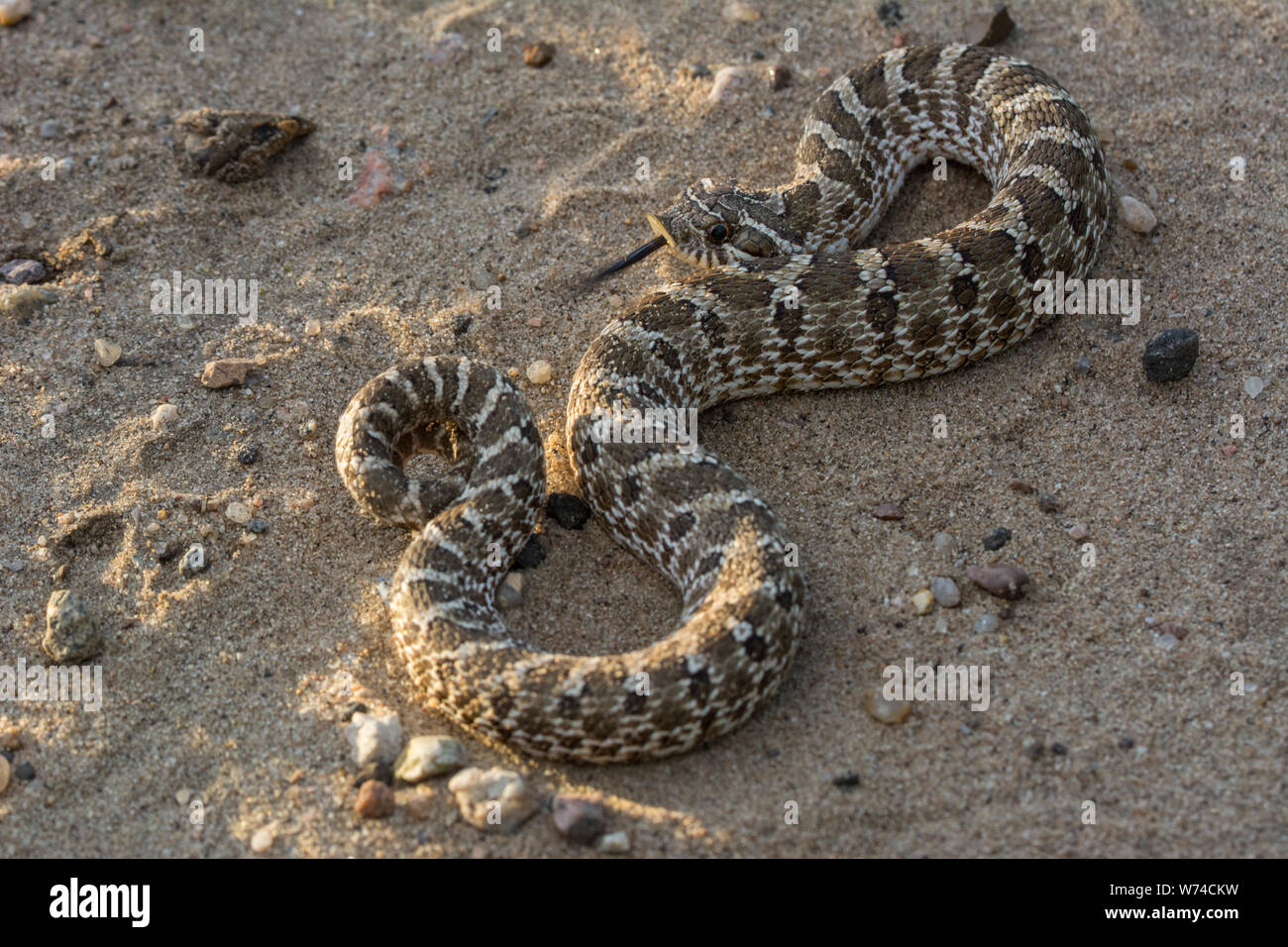 Plains Hog-nosed Snake (Heterodon nasicus) from Weld County, Colorado ...