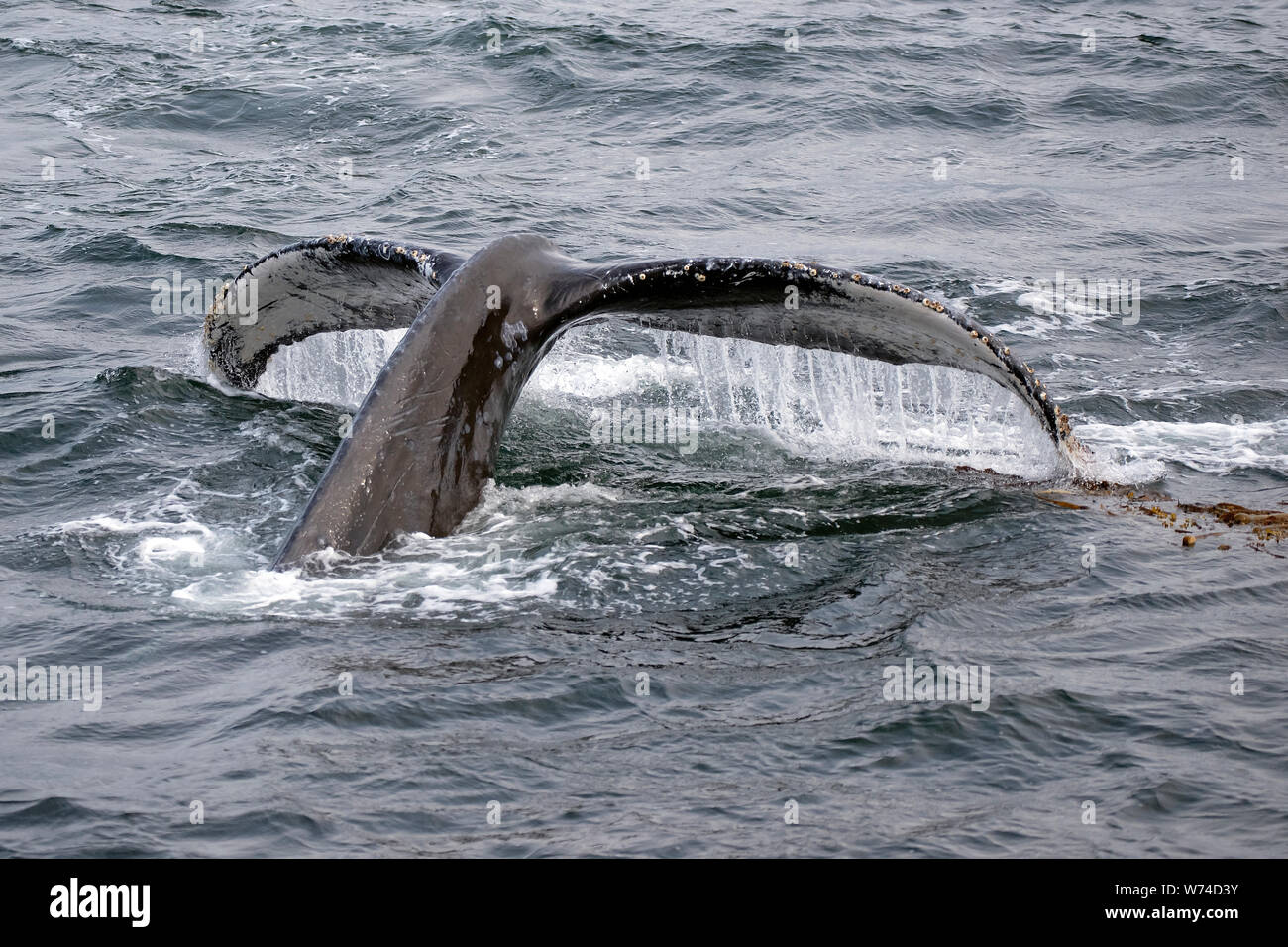 Baleen Plates High Resolution Stock Photography And Images Alamy