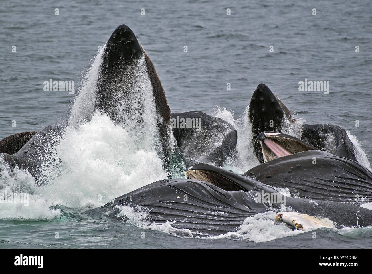 Humpback Whales in Southeast Alaska Bubble net feeding Stock Photo
