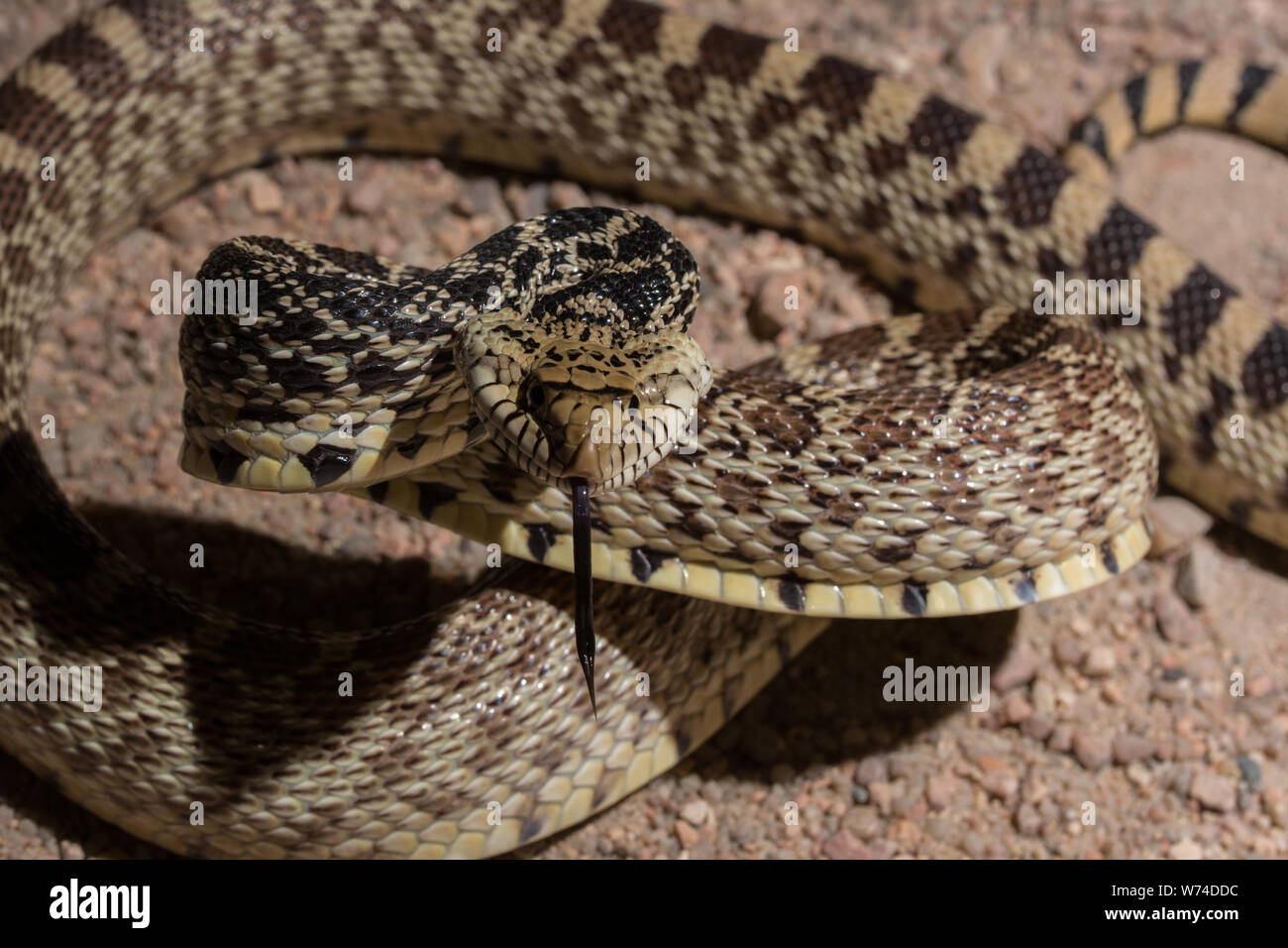 Bullsnake Bullsnake hi-res stock photography and images - Alamy