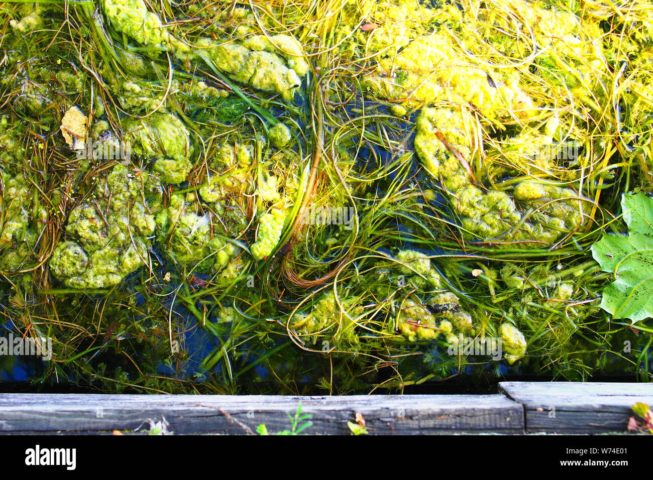 Weed and pond scum and leaves on a lake make for interesting shapes