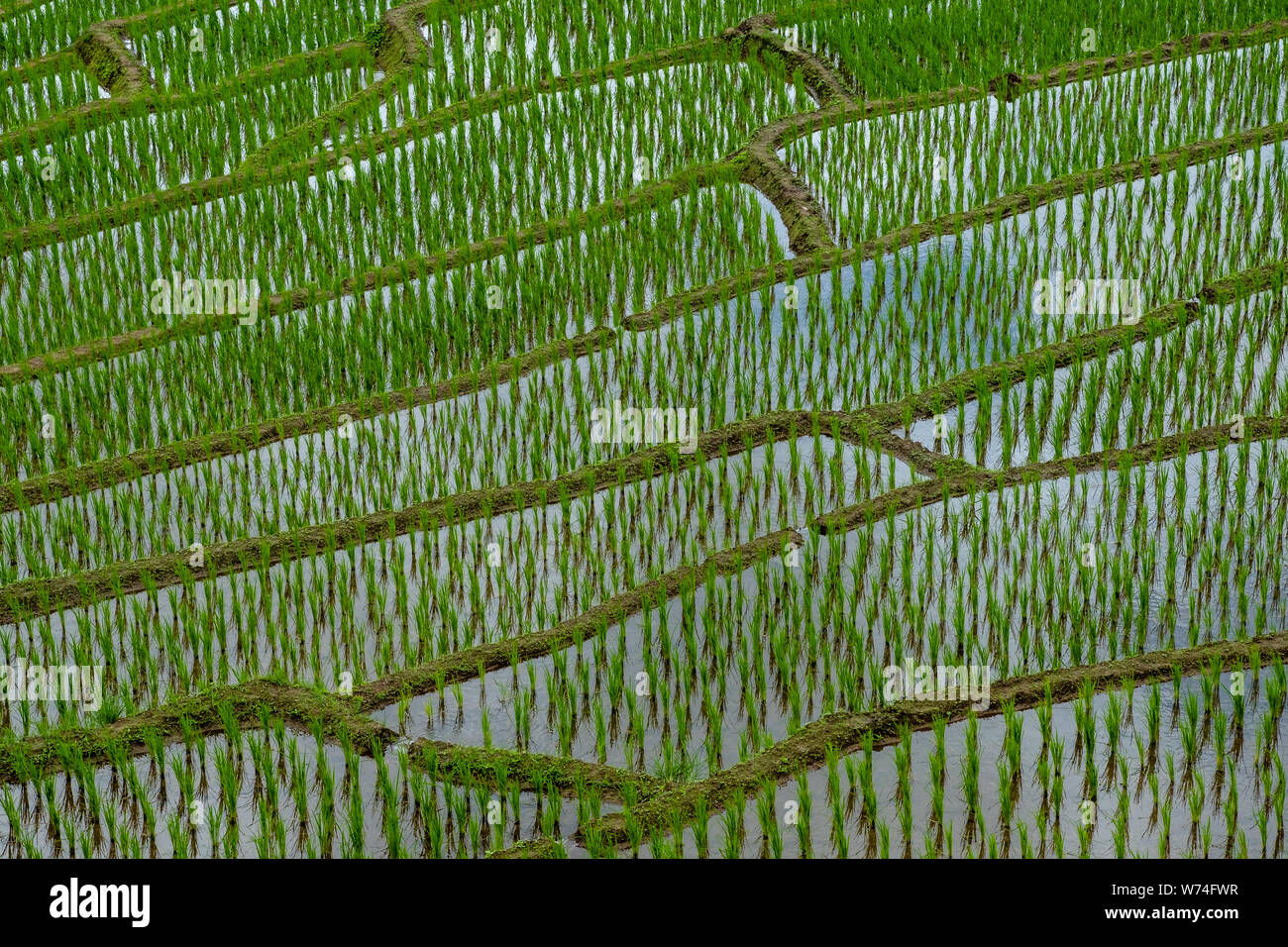 Rice paddy in Longsheng Beautiful landscape view of rice terraces Rice ...