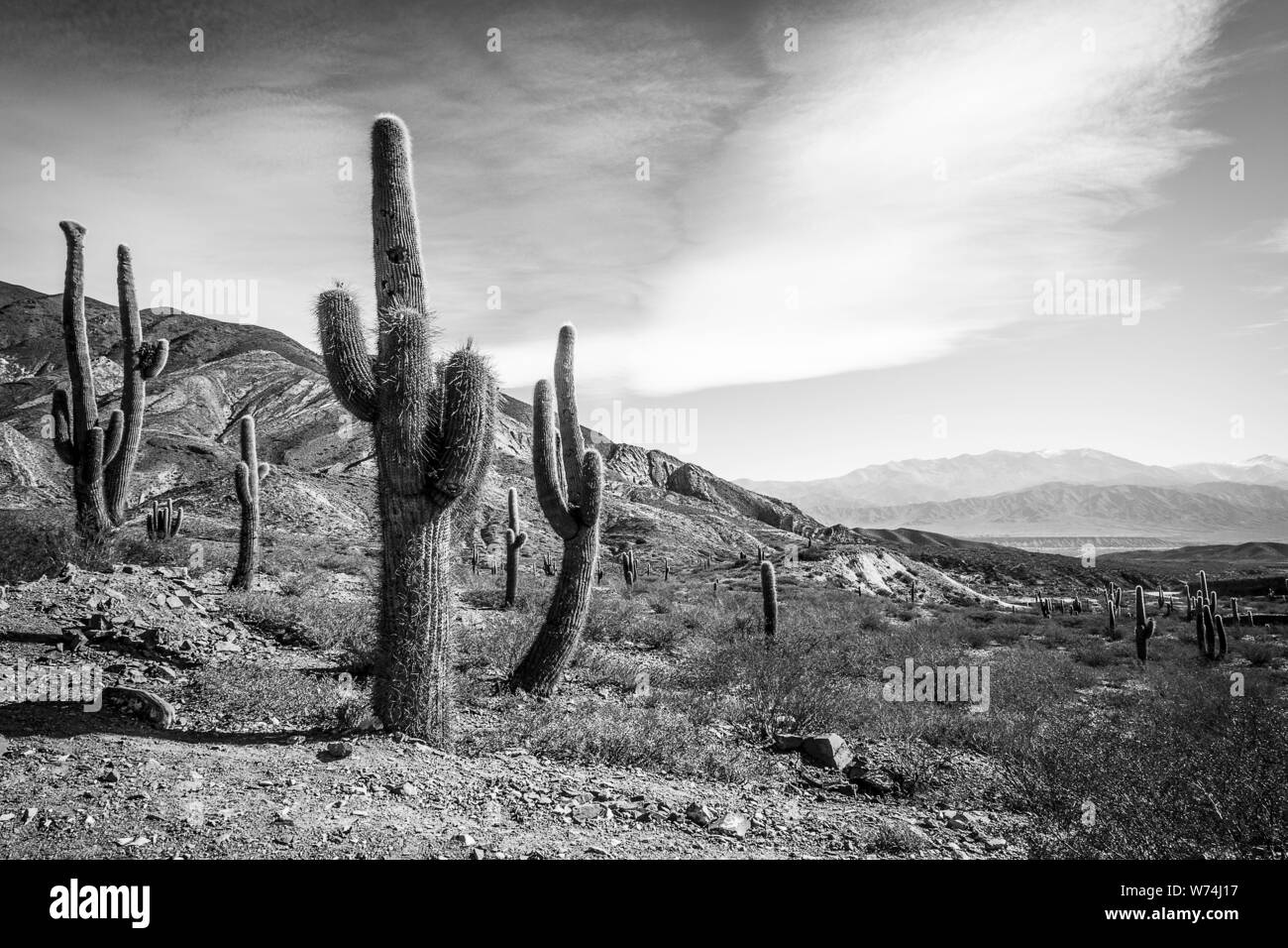 A view of Los Cardones National Park in Salta, Argentina Stock Photo