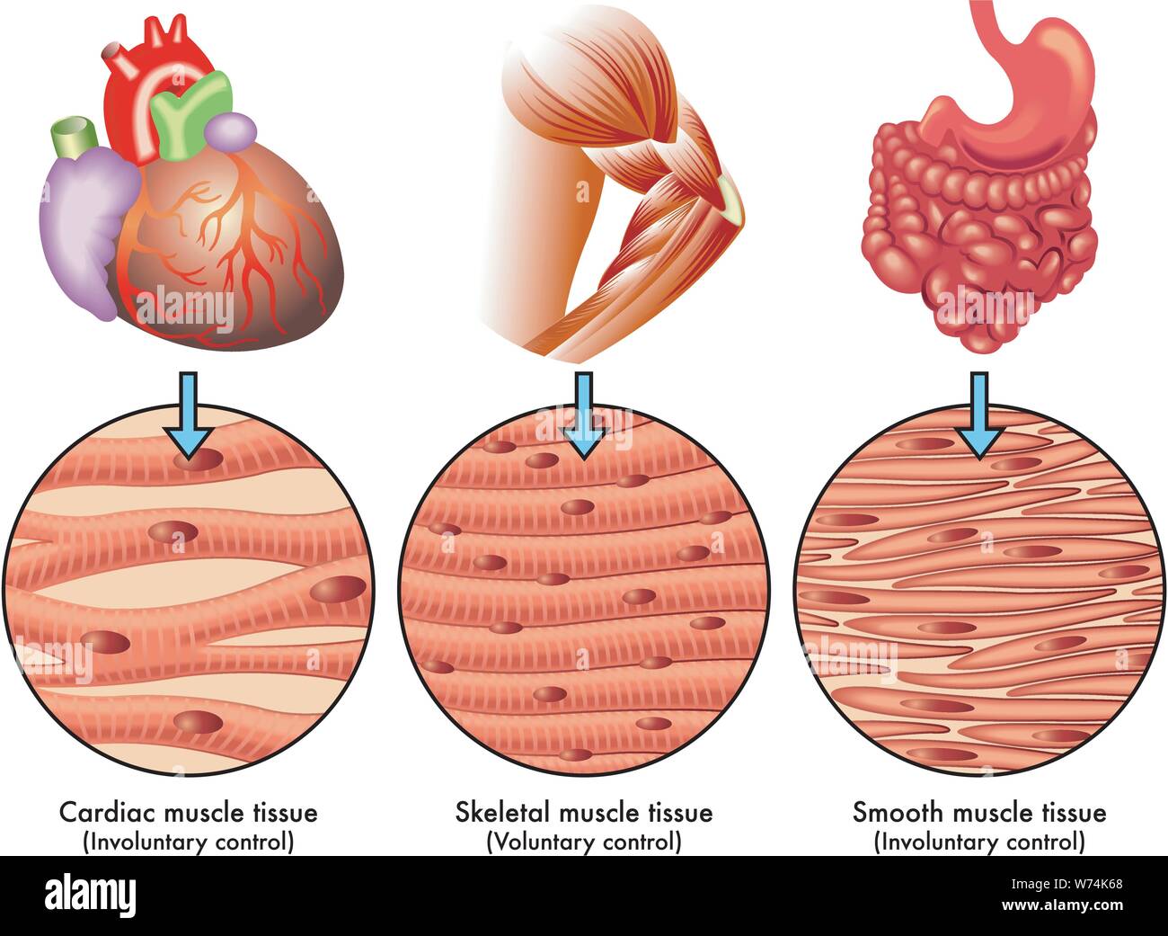 Medical illustration of the various types of human muscle tissue Stock Vector