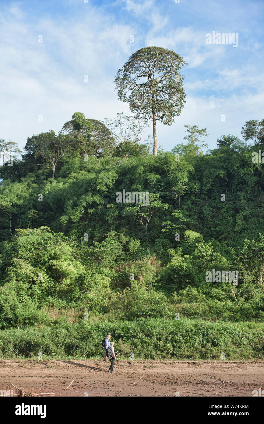 Admiring the primary forest in the Tambopata River Reserve, Peruvian Amazon Stock Photo