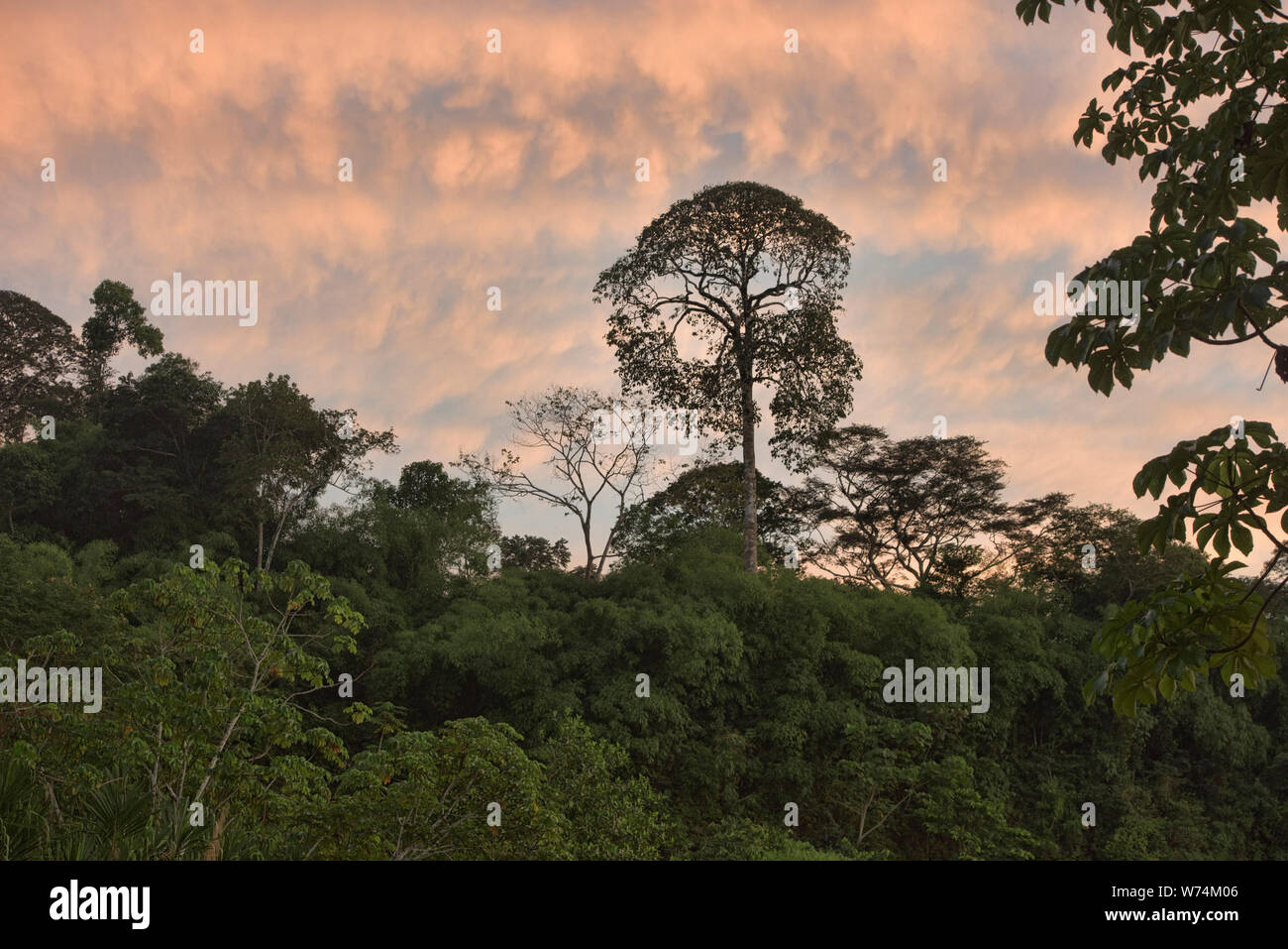 Admiring the primary forest in the Tambopata River Reserve, Peruvian Amazon Stock Photo