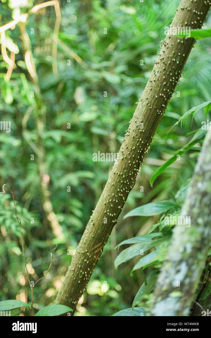 Thorny sandbox tree, Tambopata Reserve, Amazon rainforest, Peruvian Amazon Stock Photo