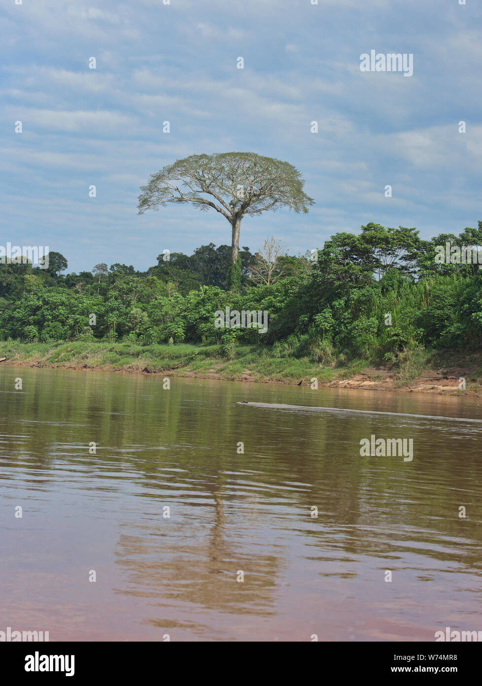 A giant ceiba (kapok) tree along the Tambopata River, Peruvian Amazon Stock Photo