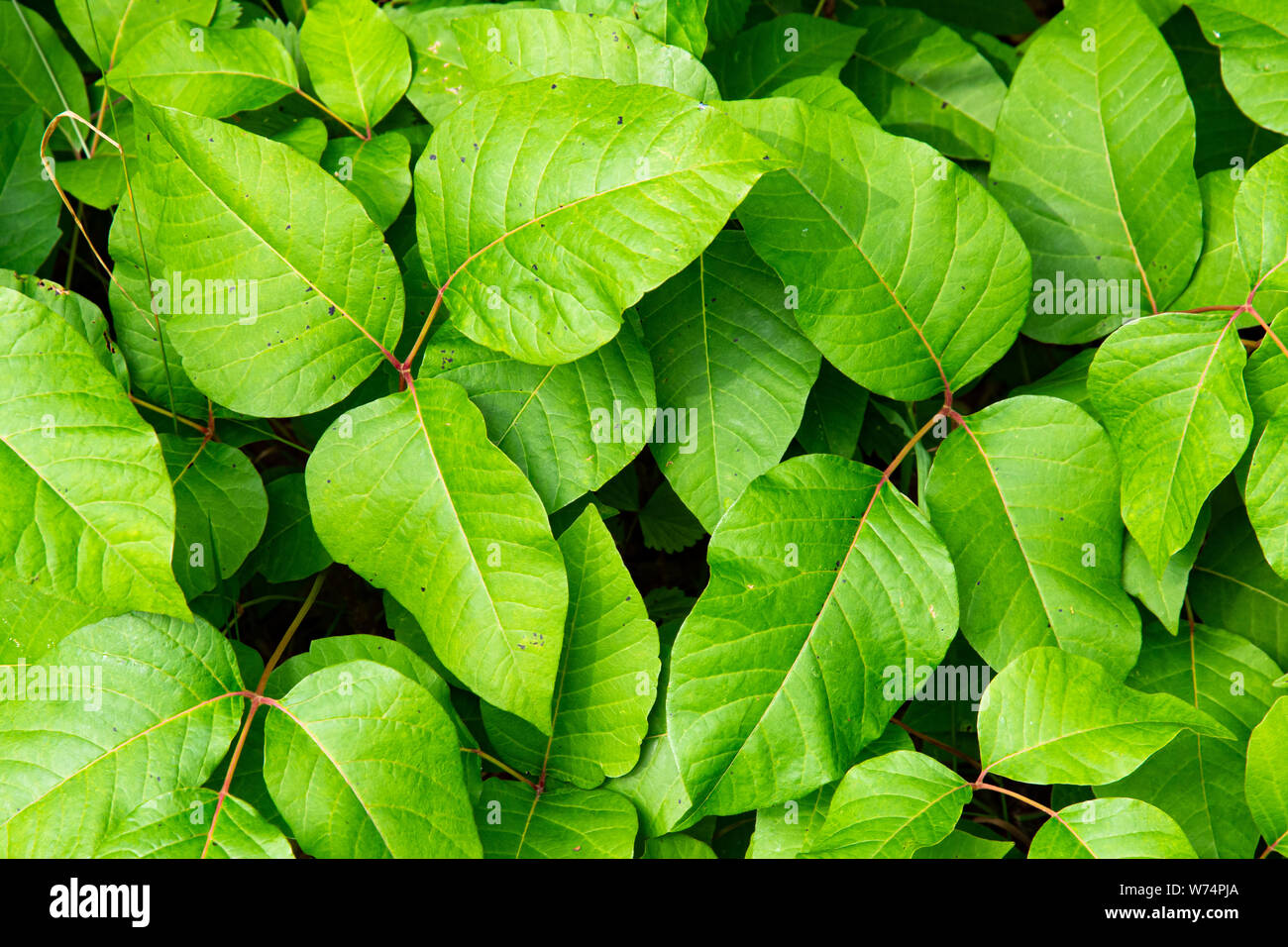 A patch of bright green poison ivy in the Adirondack Mountains, NY USA Stock Photo