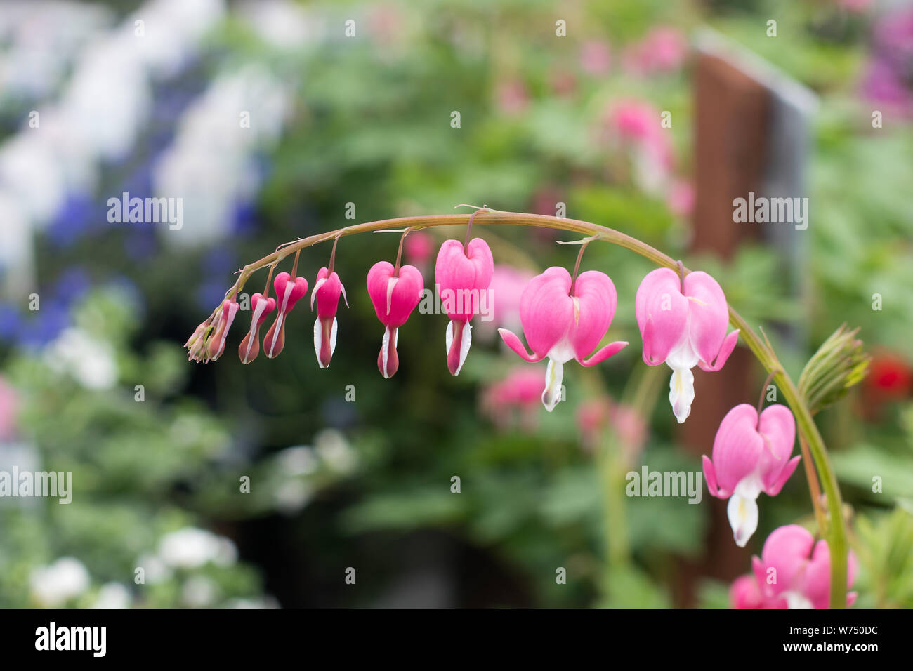Dicentra spectabilis Bleeding Heart Stock Photo Alamy