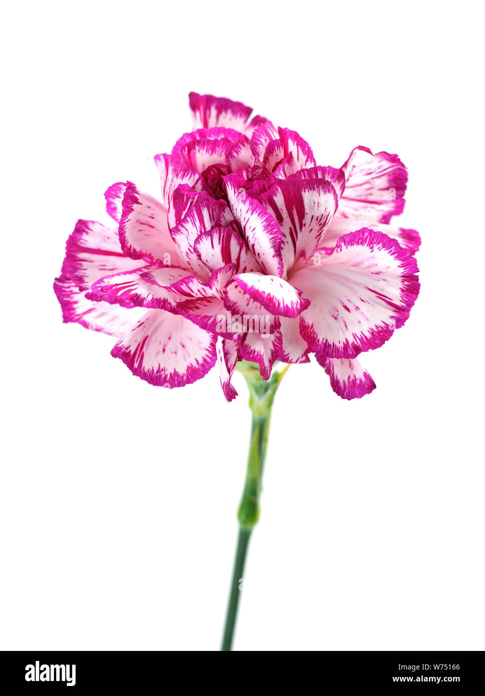 pink carnation isolated on white background Stock Photo - Alamy
