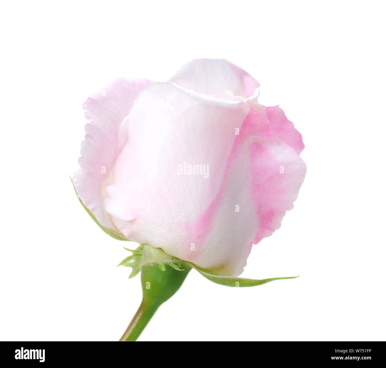 pink rose isolated on white background Stock Photo - Alamy