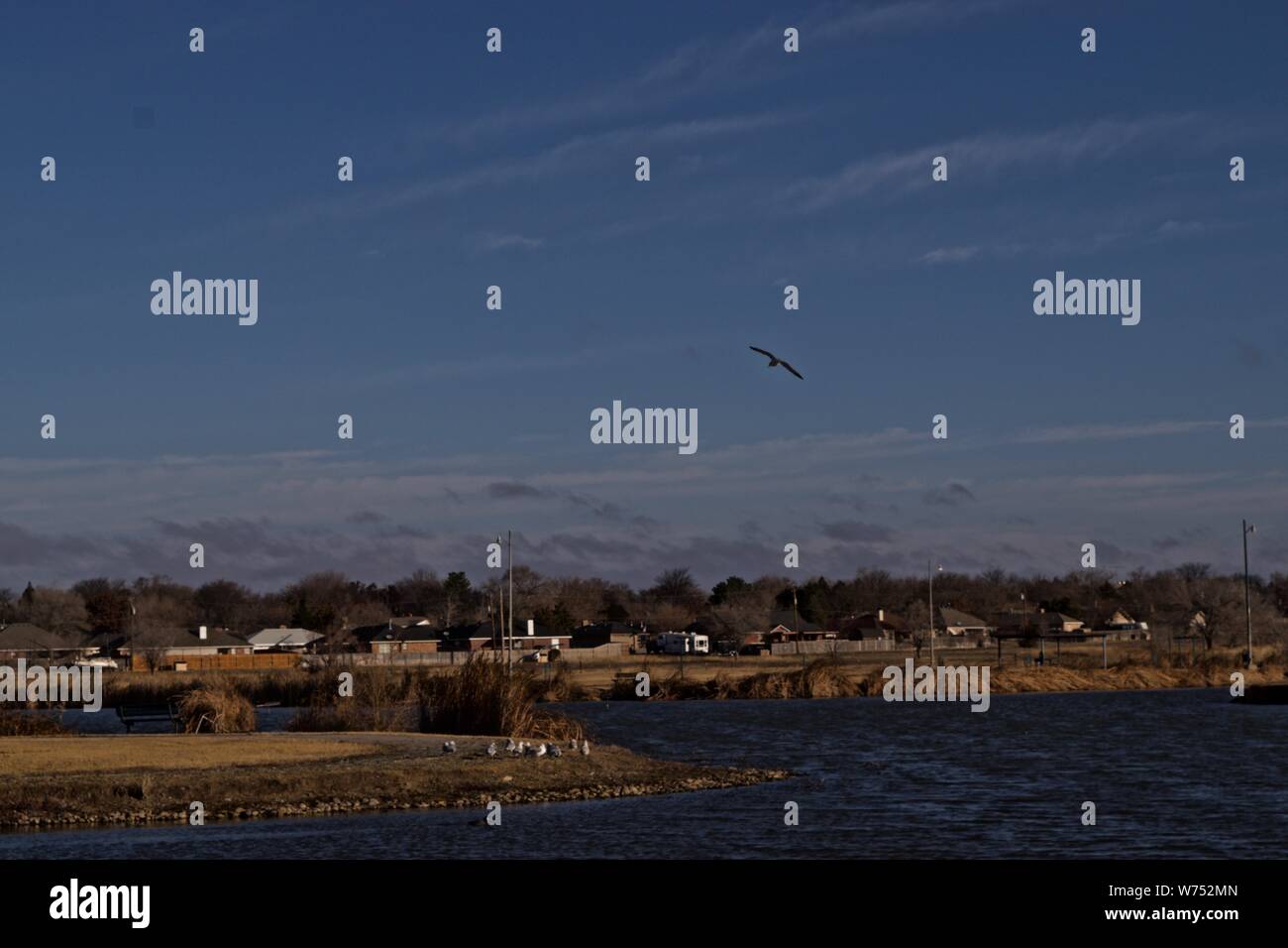 Lone Seagull over, Lindsey Park  Public Fishing Lake, Canyon, Texas Stock Photo