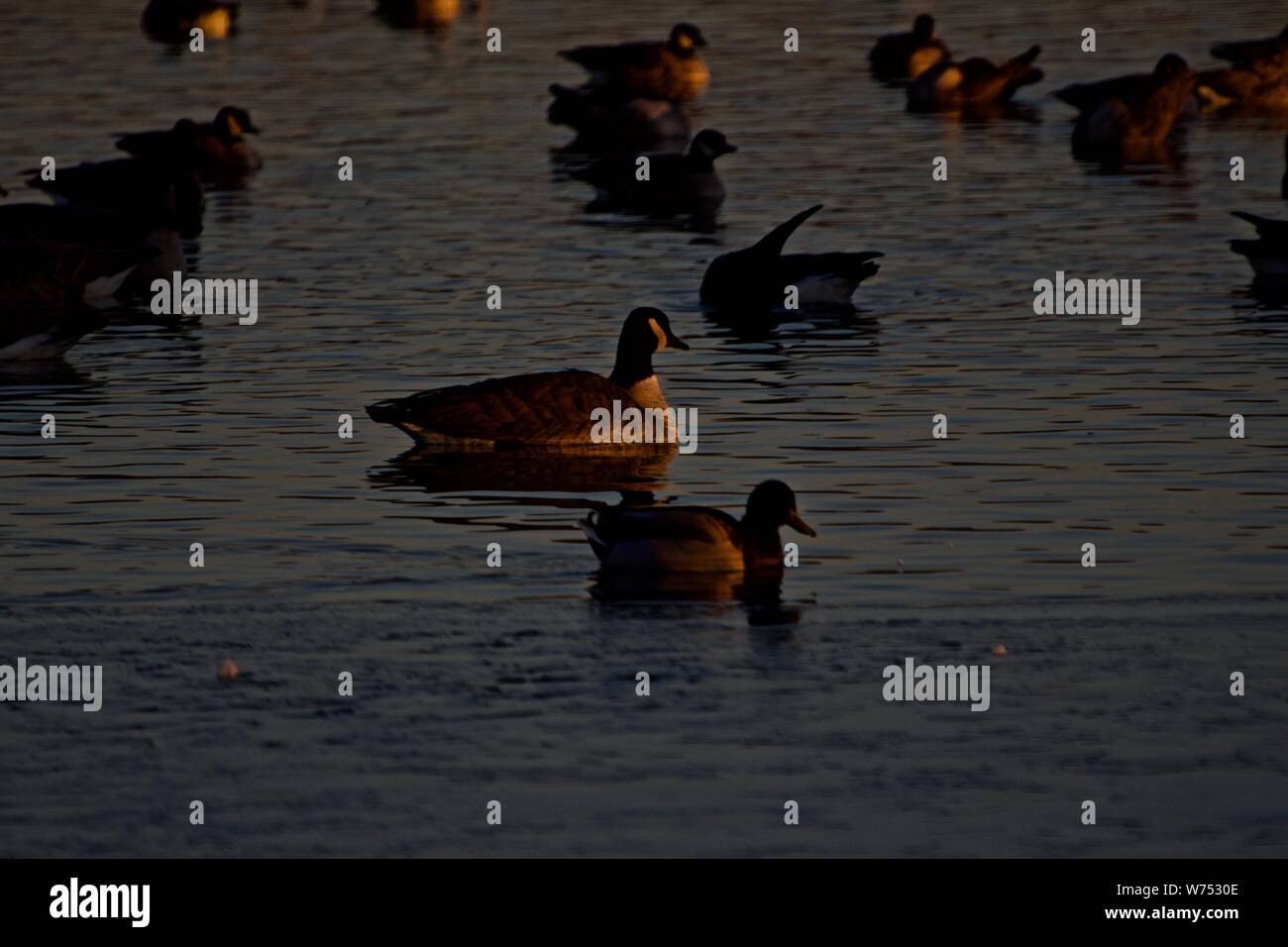 Canada geese Wintering on Lindsey Park Public Fishing Lake, Canyon, Texas. Stock Photo