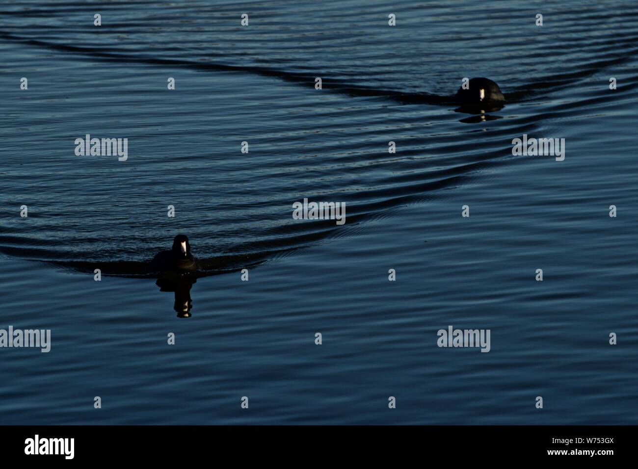 American Coots on Lindsey City Park Public Fishing Lake, Canyon, Texas. Stock Photo