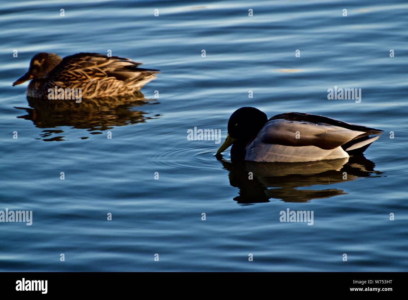Mallerd Pair, Drake and Hen in winter Plumage, Canyon, Texas. Stock Photo