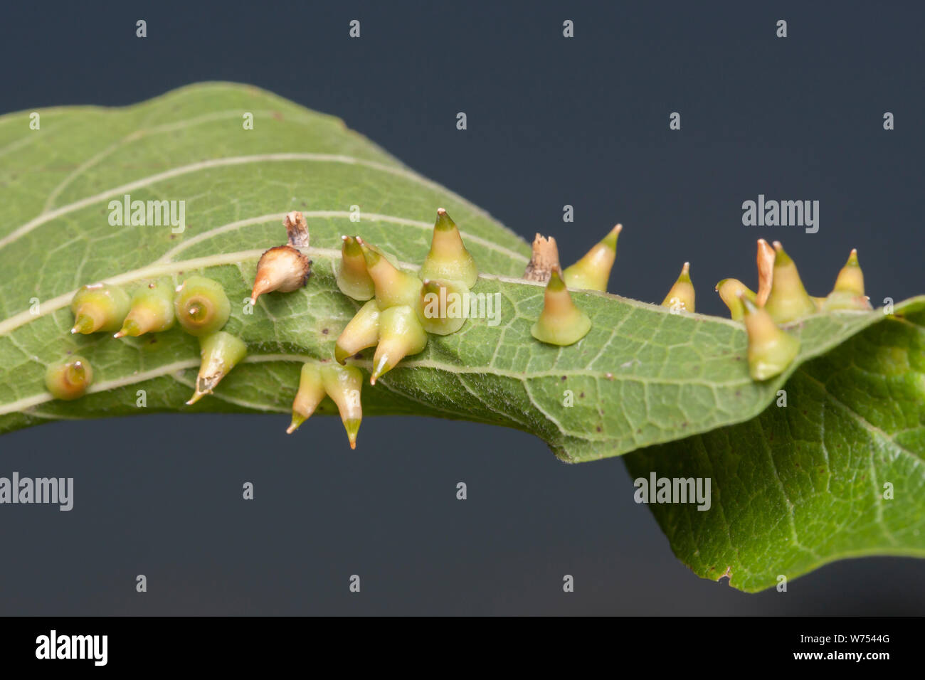 Hackberry Thorn Gall Midge (Celticecis spiniformis) galls on the underside of a Hackberry tree leaf. Stock Photo