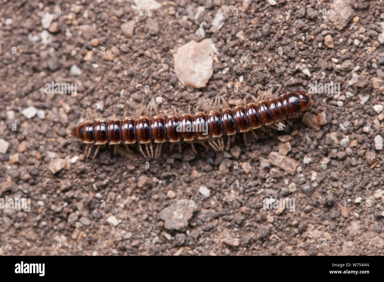 A Greenhouse Millipede (Oxidus gracilis) moves along a dirt trail. Stock Photo