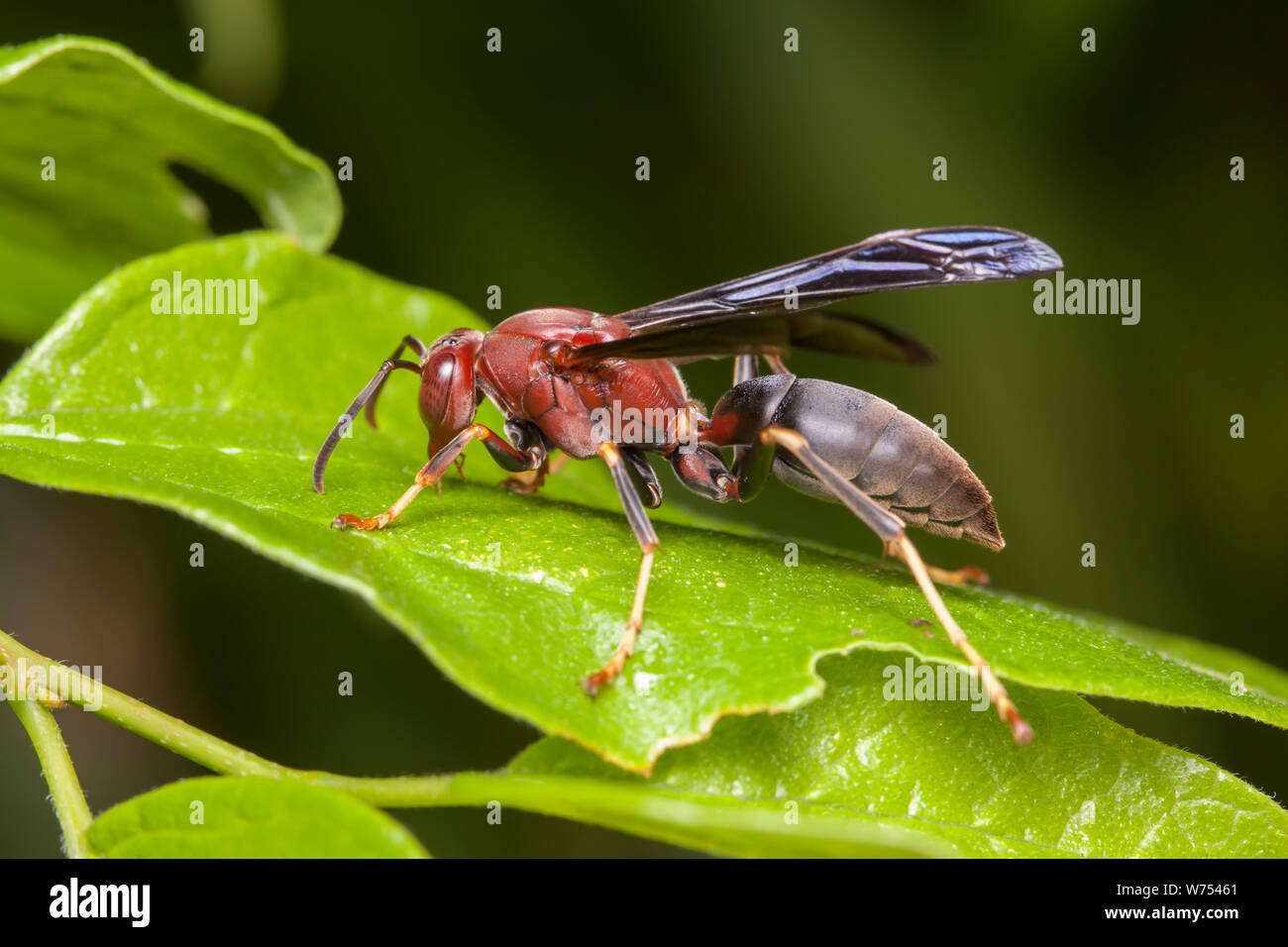 A female Paper Wasp (Polistes metricus), a.k.a. Metric Paper Wasp, perches on a leaf. Stock Photo