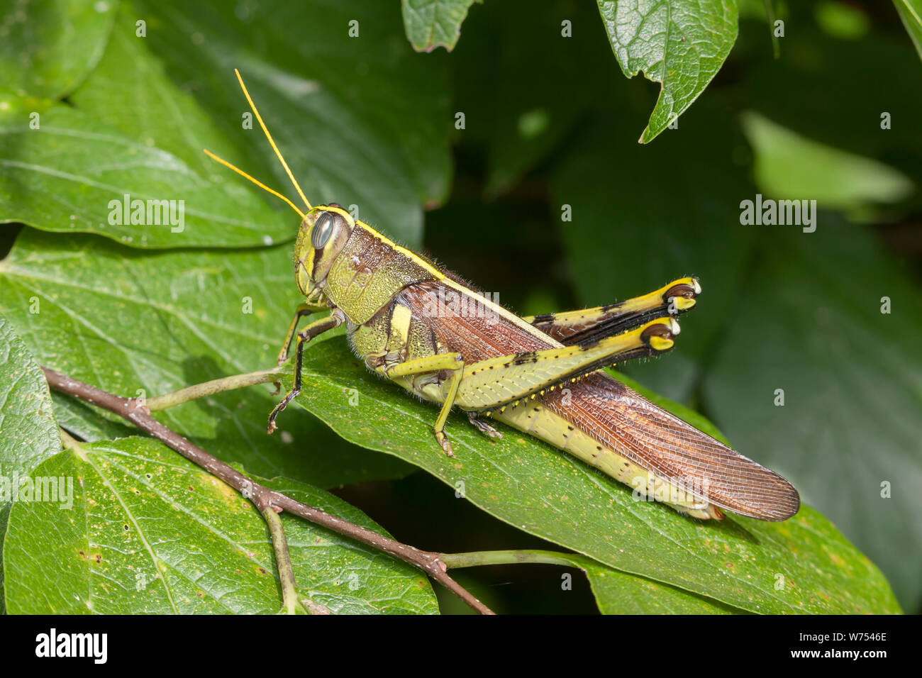 An Obscure Bird Grasshopper (Schistocerca obscura) perches on a leaf. Stock Photo