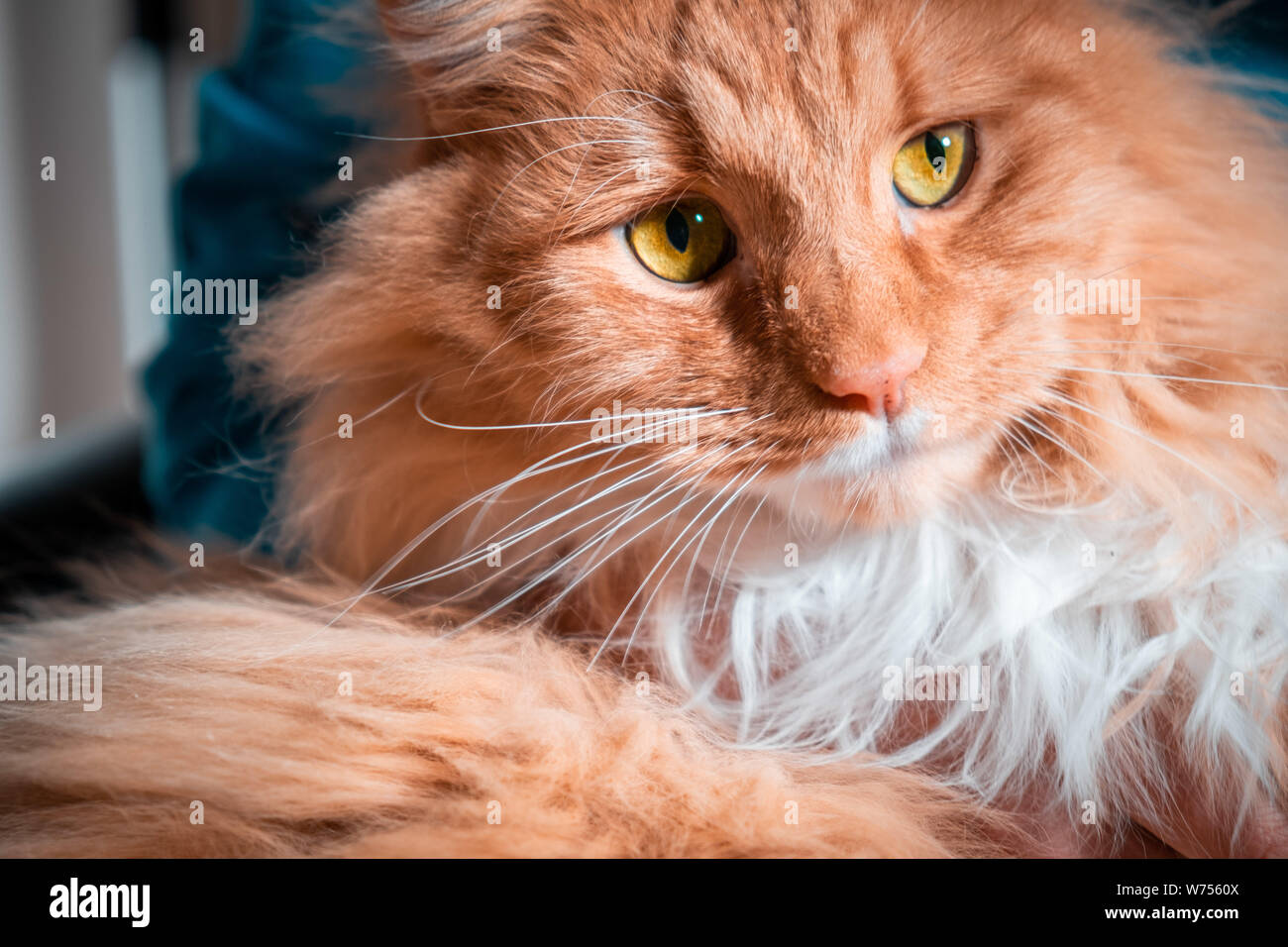 Ginger cat with yellow eyes extreme closeup portrait Stock Photo Alamy