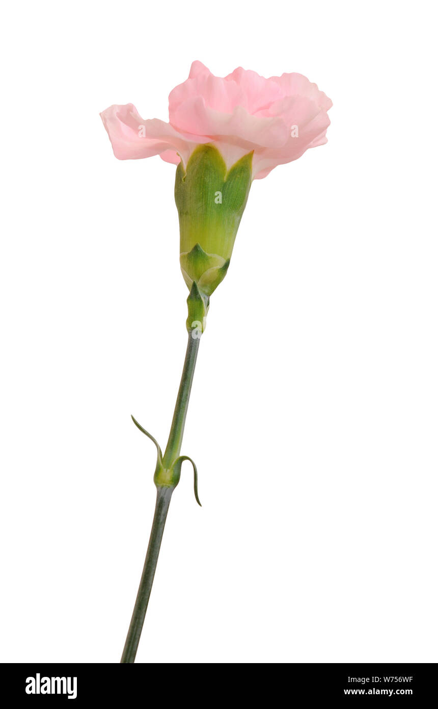 pink carnation flower isolated on white background Stock Photo - Alamy