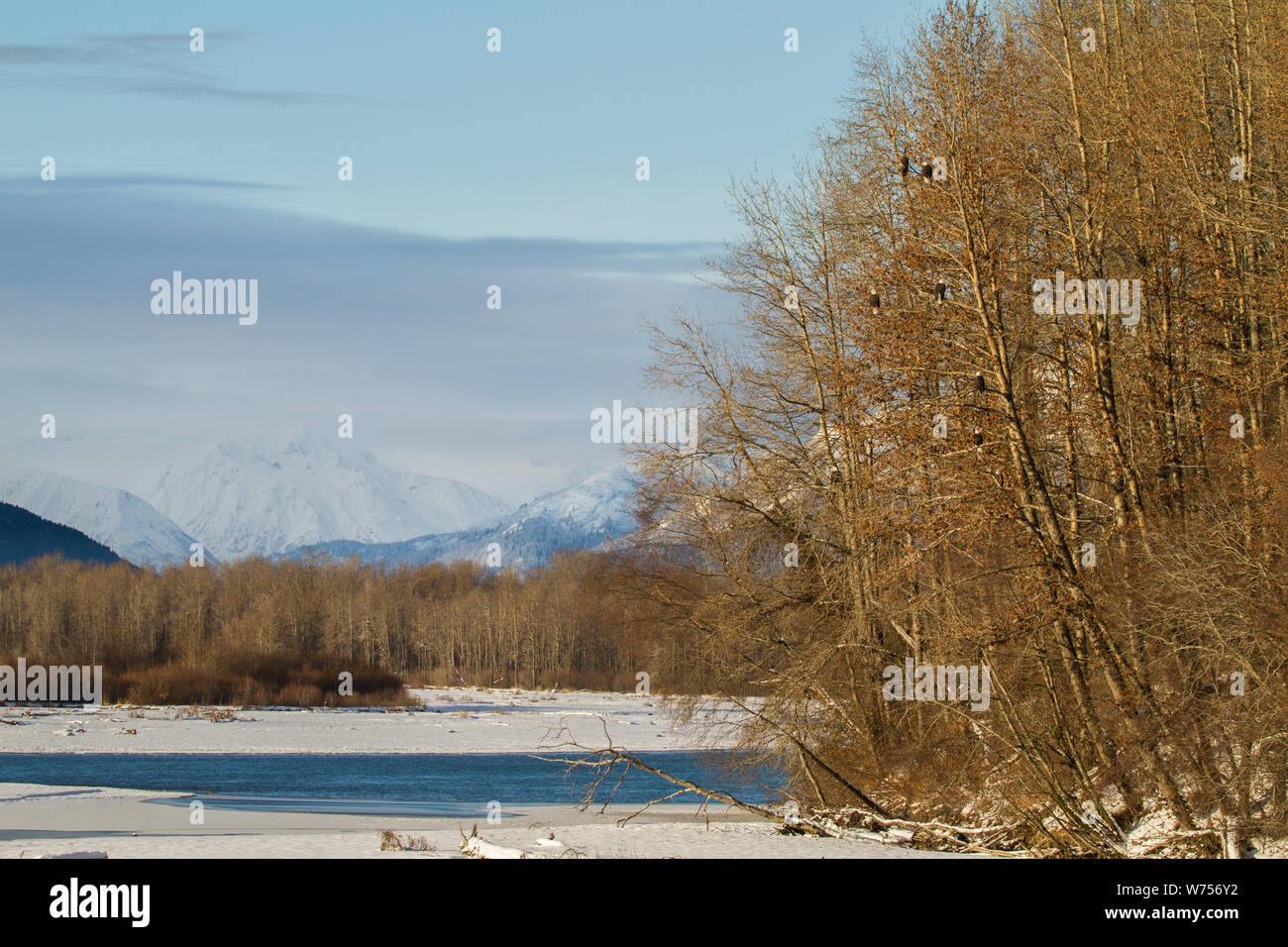 View From Chilkat Bald Eagle Preserve, Haines, Alaska Stock Photo