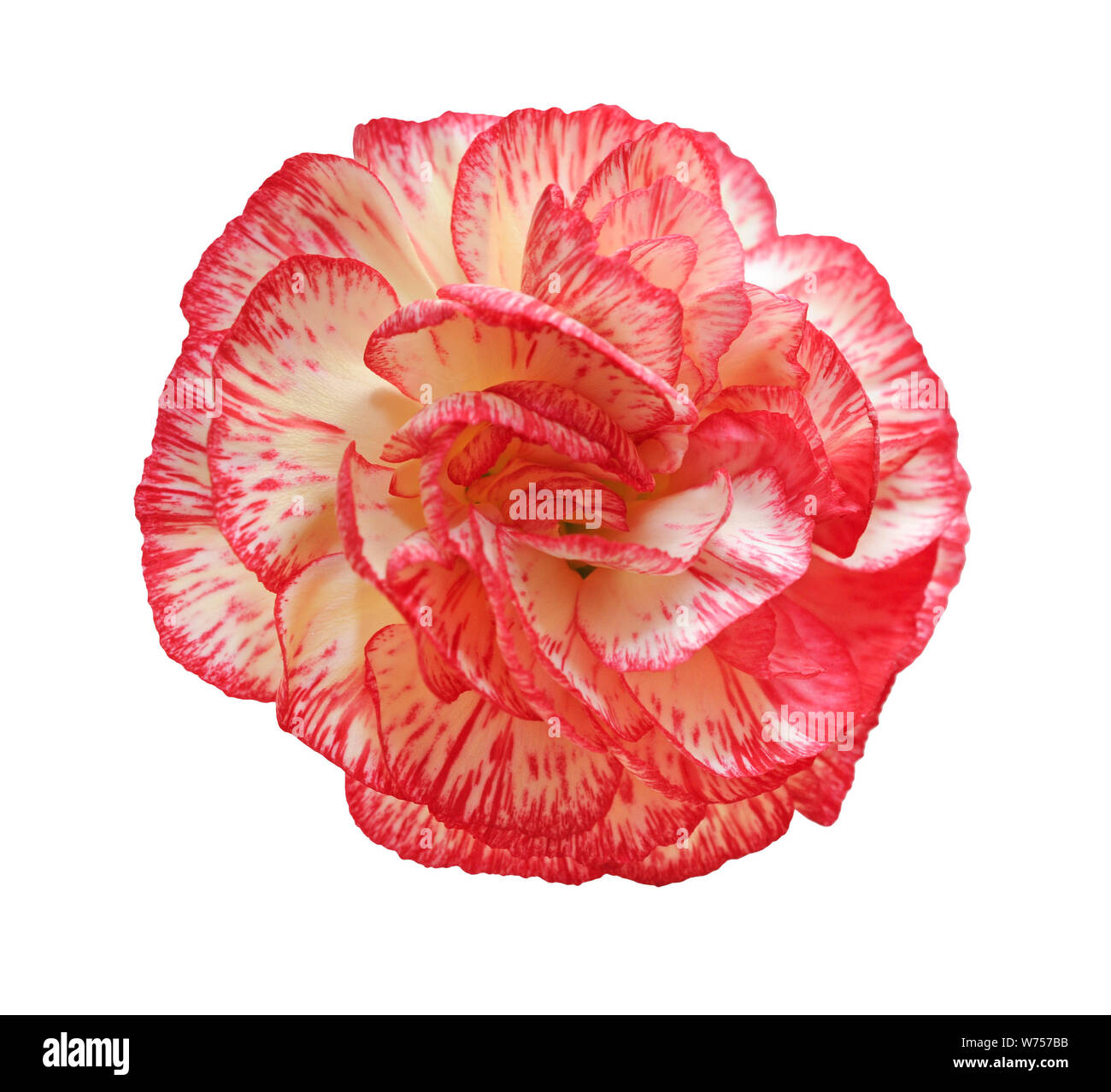 pink carnation isolated on white background Stock Photo - Alamy