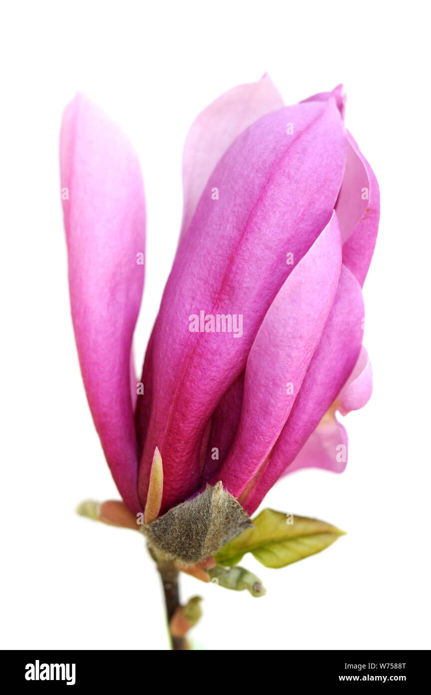 pink magnolia flower isolated on white background Stock Photo - Alamy
