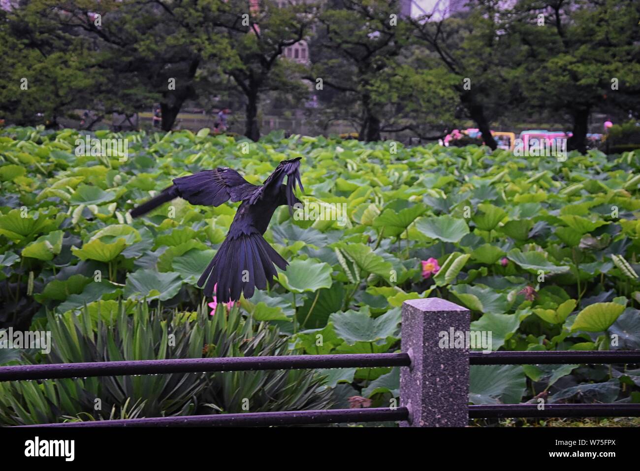 Japanese crow flying hi-res stock photography and images - Alamy