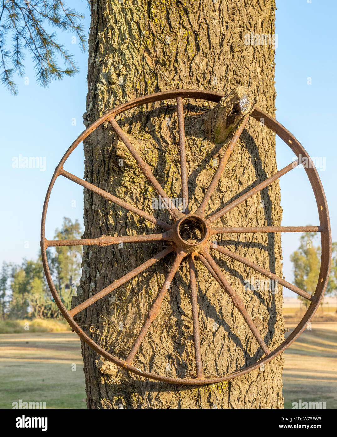 Metal rim of a vintage cart wheel hangs in a tree outside image with copy space in portrait format Stock Photo