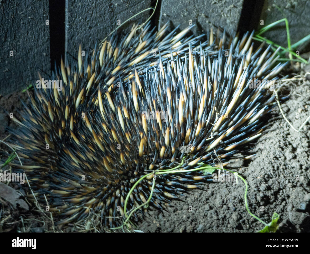 Australian Echidna digging itself in for protection at night Stock ...