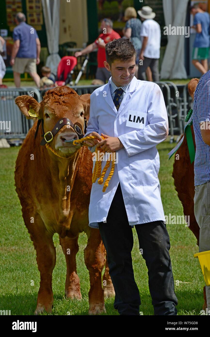 cattle in the show ring at the 100th Royal Welsh Show 2019, Builth Wells Stock Photo