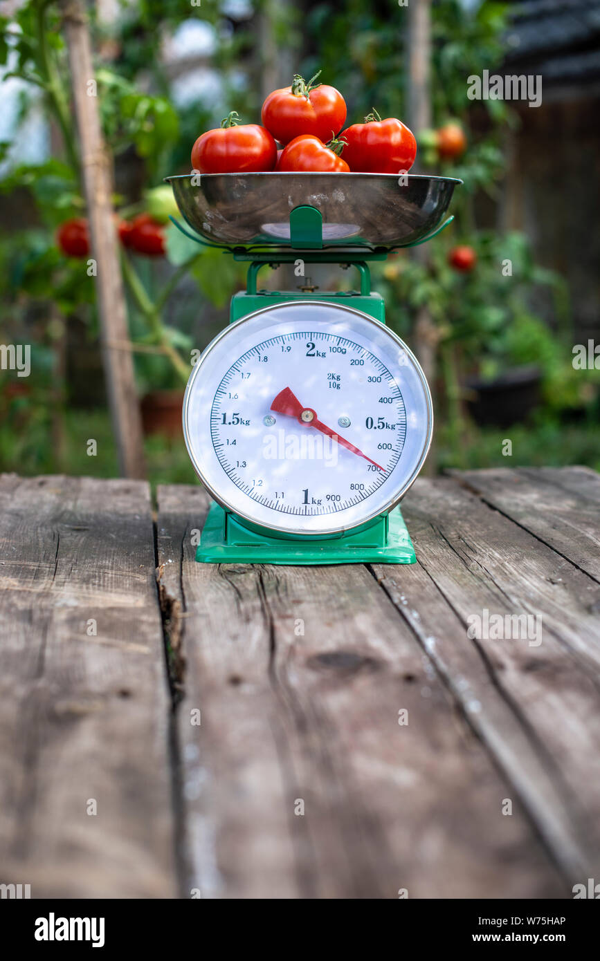 Tomatoes on scales in home organic garden. Measure tomatoes weight in the  farm Stock Photo - Alamy