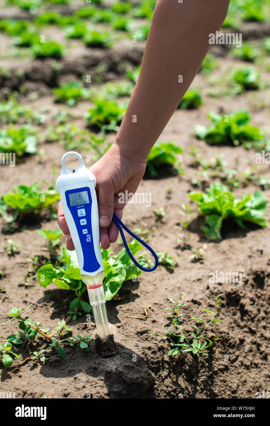 Woman use digital soil meter in the soil. Lettuce plants. Sunny day. Plant care in agriculture concept. Stock Photo