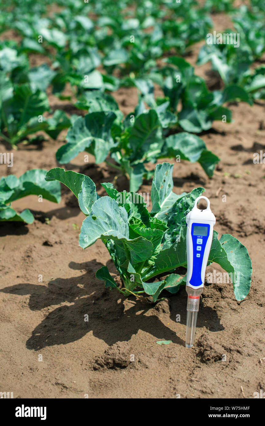 PH meter digital device pricked in the soil. Cabbage plants. Stock Photo